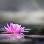 Still lotus flower resting on calm water, representing a gentle pause and nervous system rest